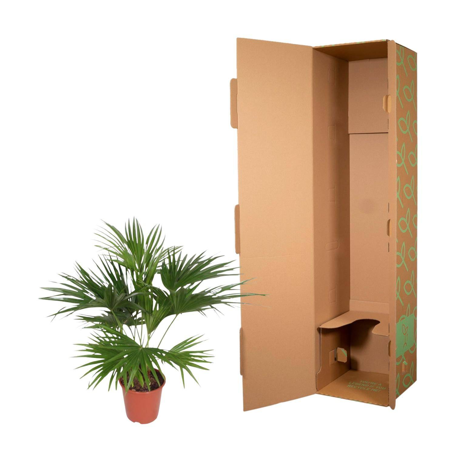 Livistona chinensis – 170 cm – Ø27 - Botanic-Vibes