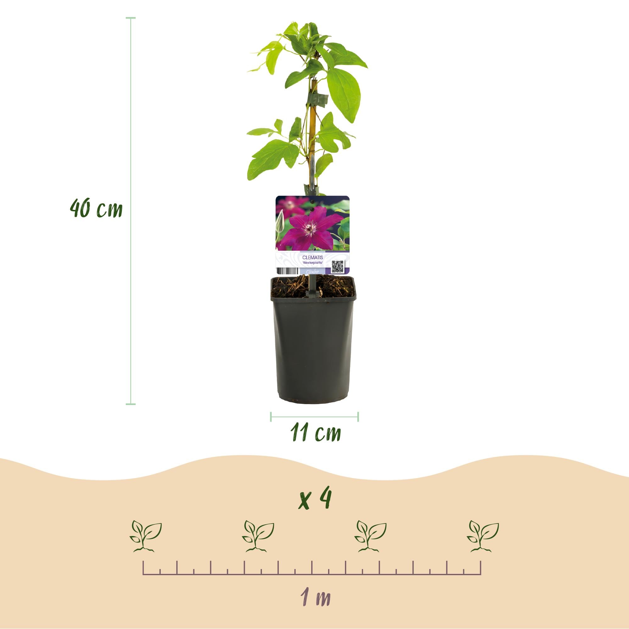 Kletterpflanze, Clematis Westerplatte, Blüte Rot, Pflegeleicht, 2 Pflanzen, Topf 11 cm 40 cm