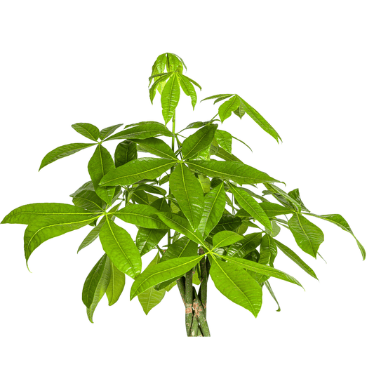 Pachira Aquatica Ø27cm - ↕130 - 150cm - Botanic-Vibes