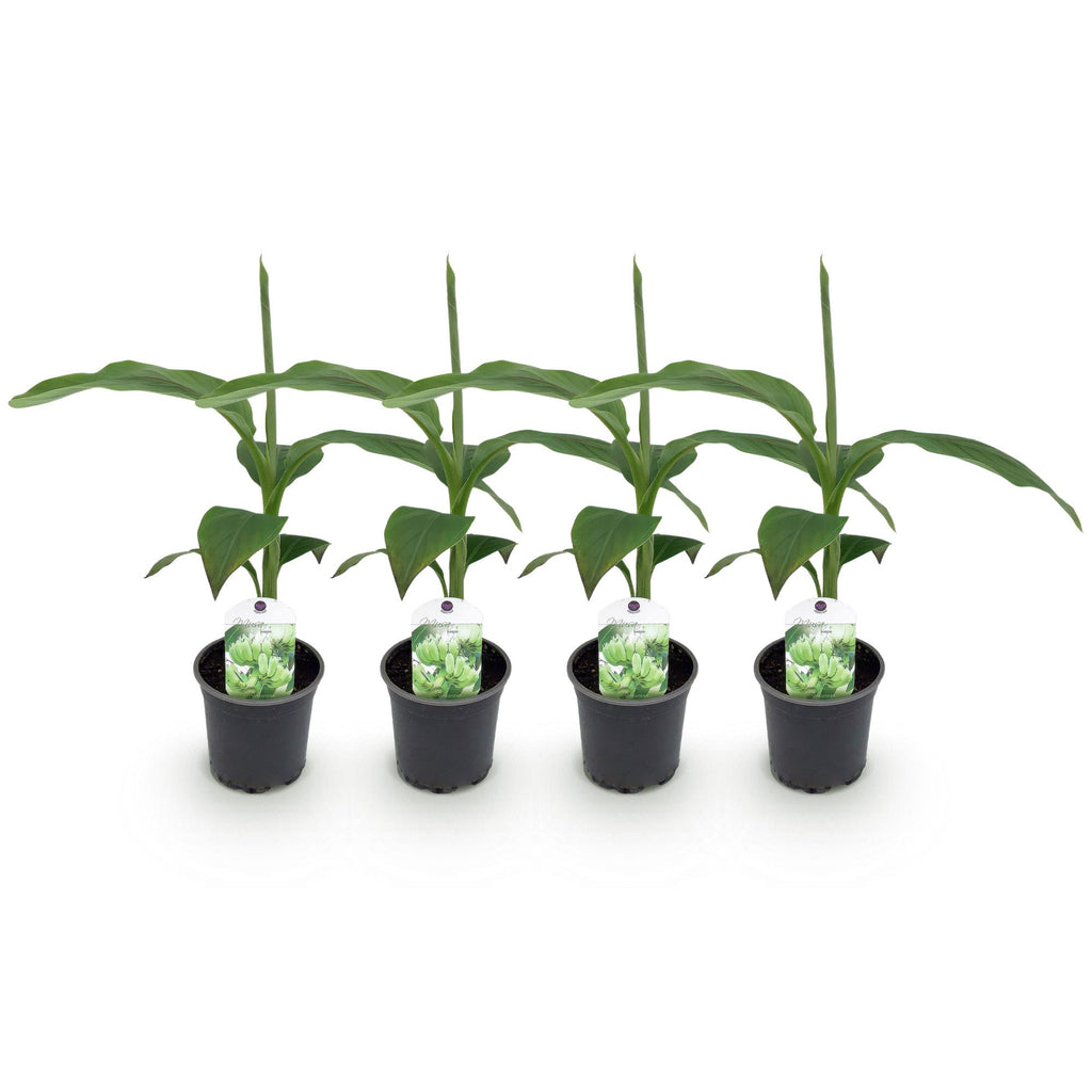 GreenboutiQ, Obstpflanze, Bananenpflanze, Musa Basjoo, Winterhart, Topf 12cm Höhe 30cm