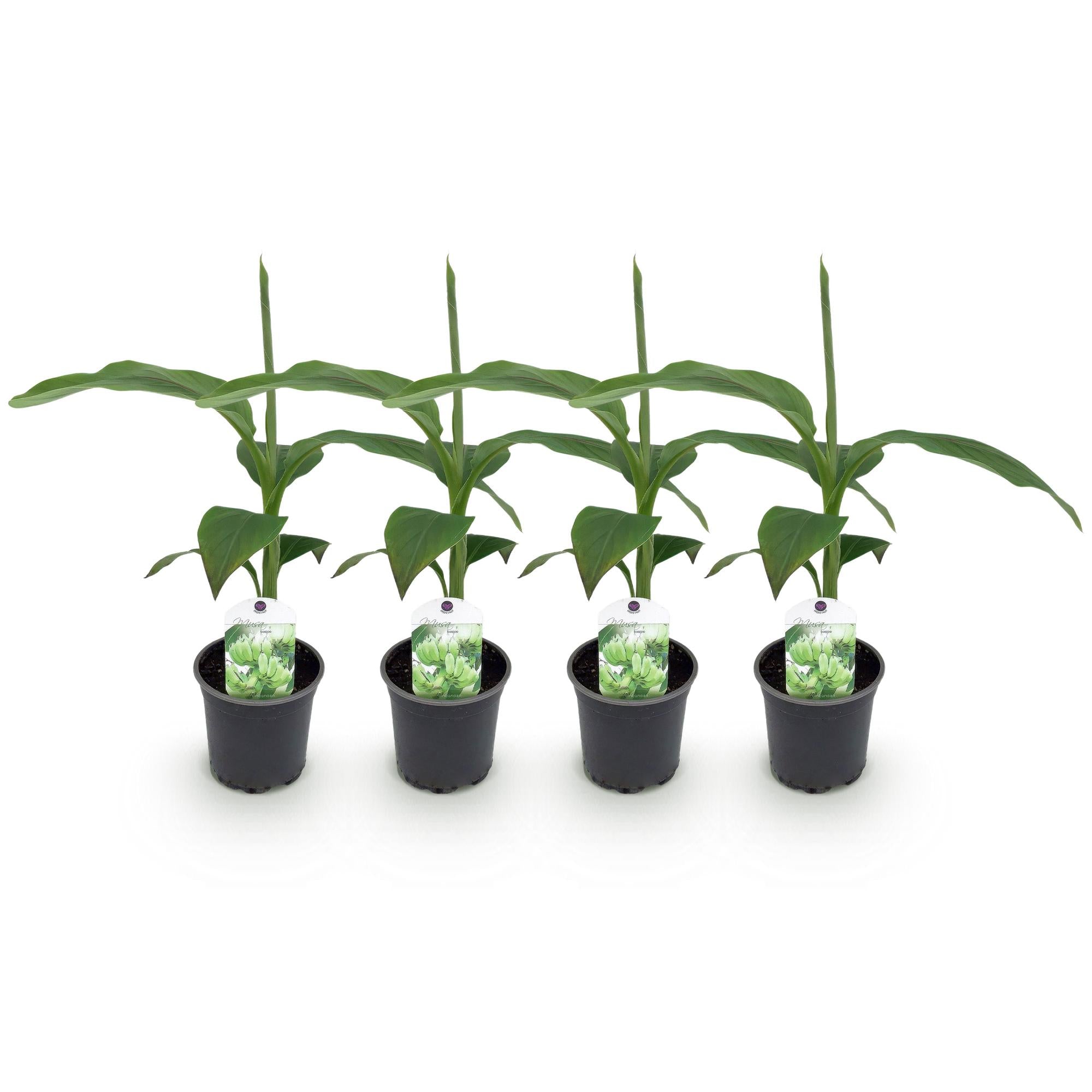 GreenboutiQ, Obstpflanze, Bananenpflanze, Musa Basjoo, Winterhart, Topf 12cm Höhe 30cm