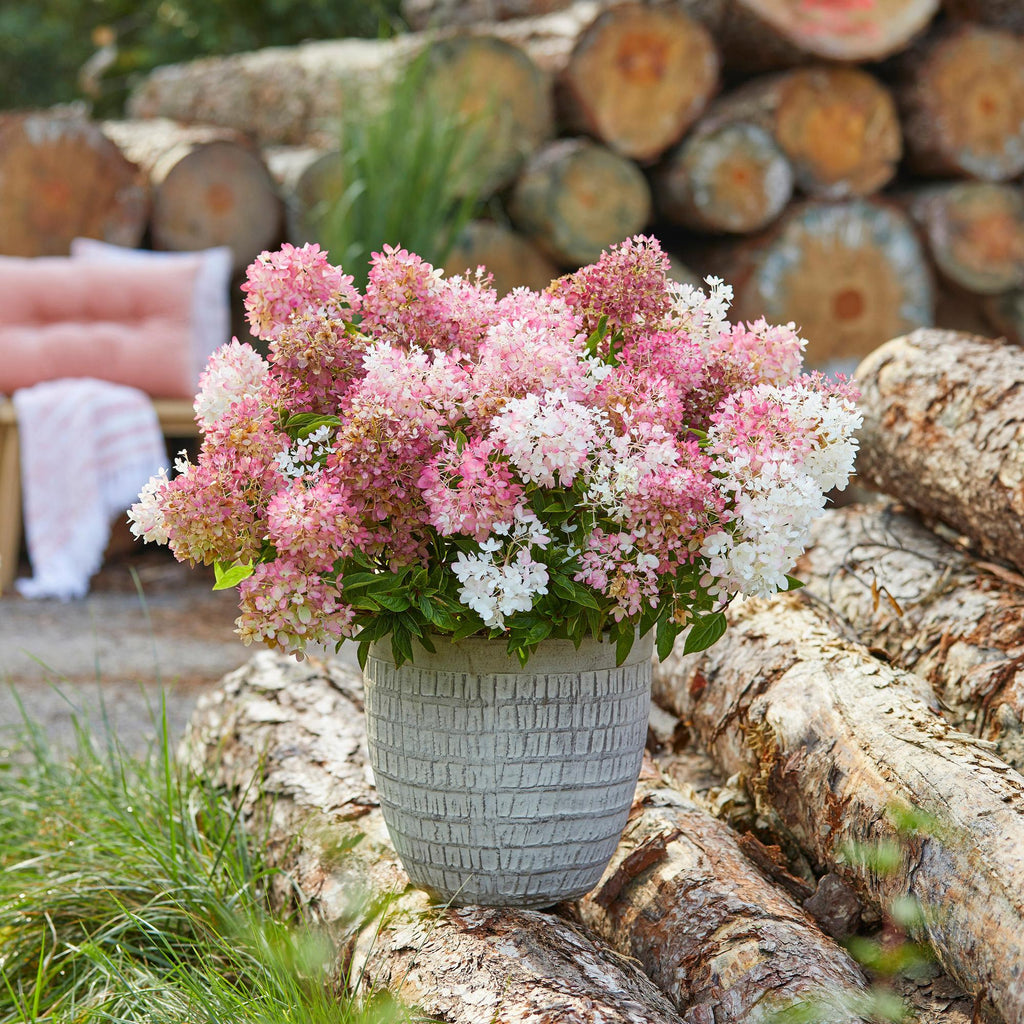 Hydrangea panniculata Groundbreaker Blush, Bauernhortensie, Winterhart, Rosa, 1 Pflanze, Topf 14 cm, 20-25 cm