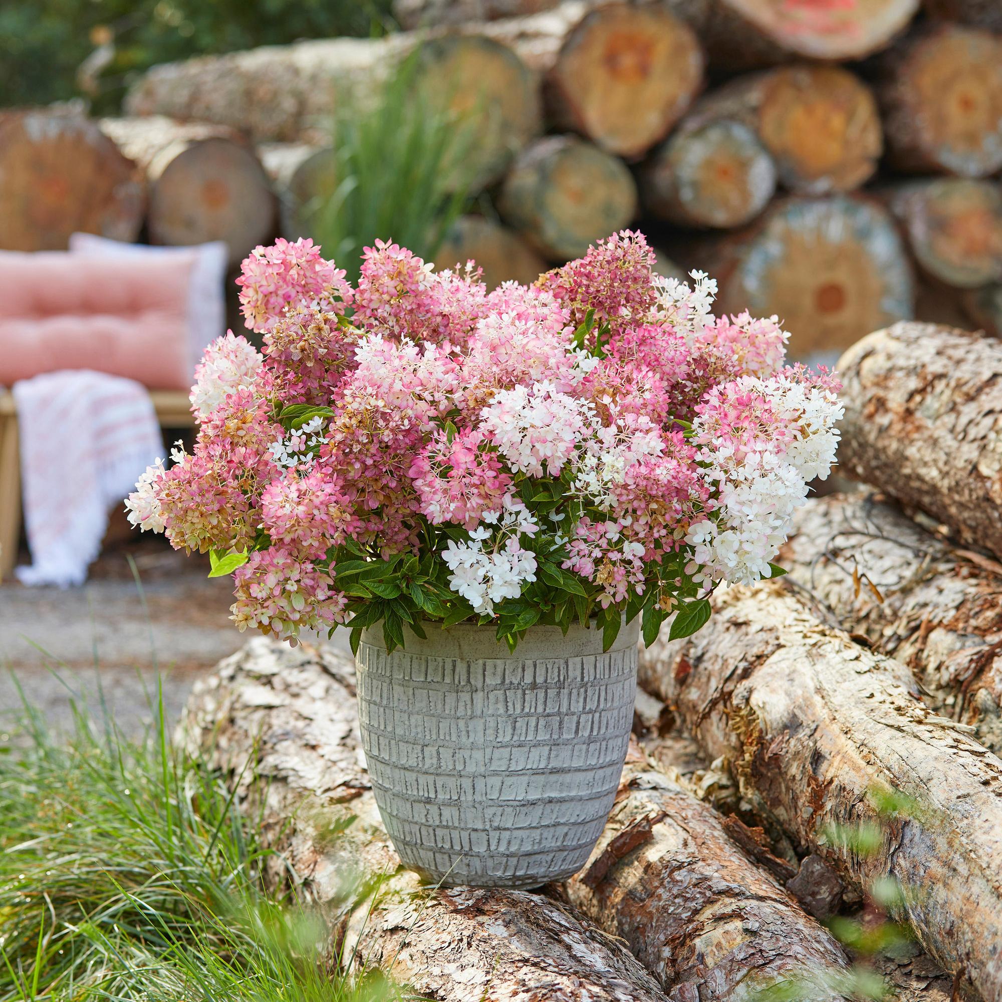 Hydrangea panniculata Groundbreaker Blush, Bauernhortensie, Winterhart, Rosa, 1 Pflanze, Topf 14 cm, 20-25 cm