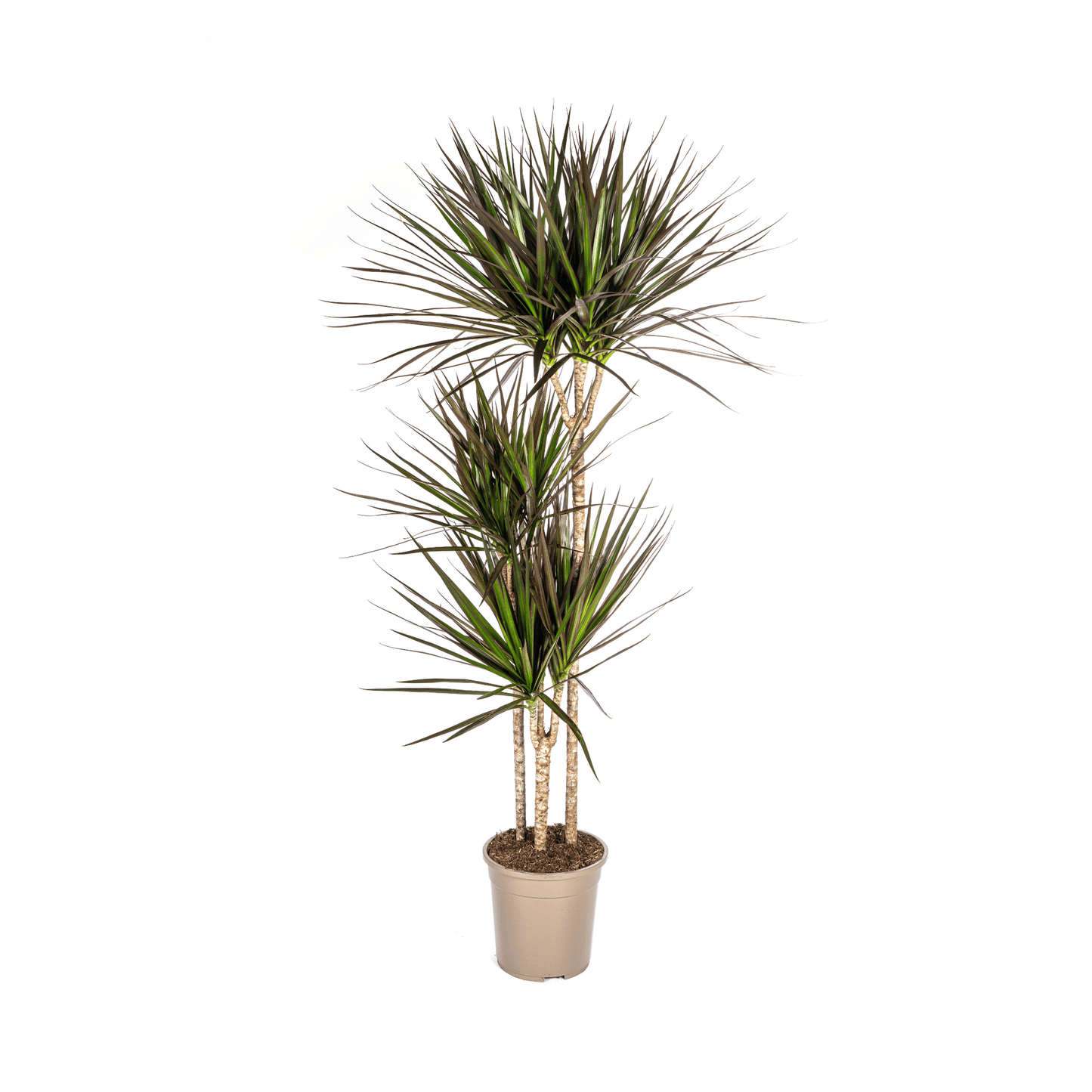 Dracaena Marginata Magenta Ø24cm - ↕130 - 150cm - Botanic-Vibes