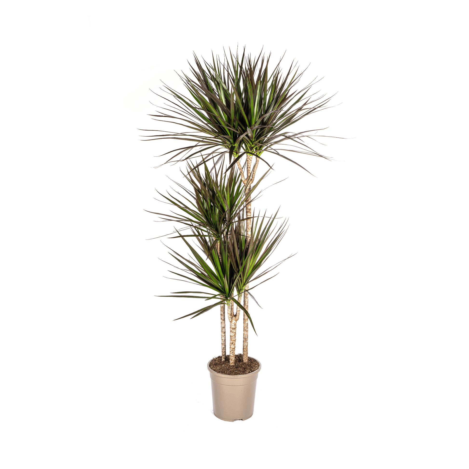 Dracaena Marginata Magenta Ø24cm - ↕130 - 150cm - Botanic-Vibes