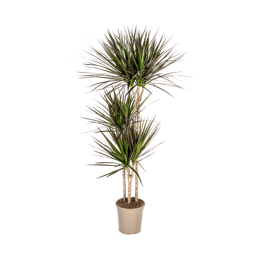 Dracaena Marginata Magenta Ø24cm - ↕130 - 150cm - Botanic-Vibes