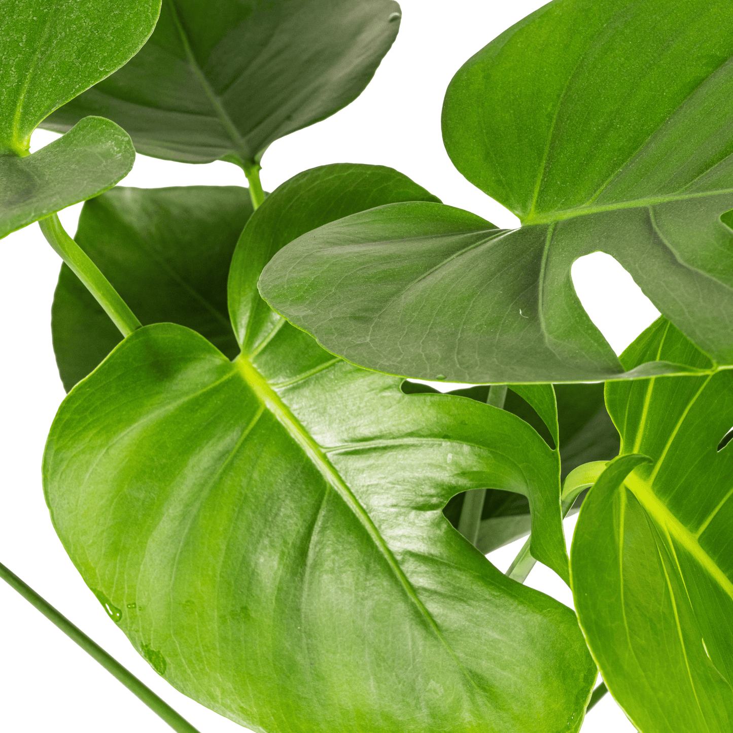 Monstera Deliciosa Tauerii Ø19cm - ↕70 - 90cm - Botanic-Vibes