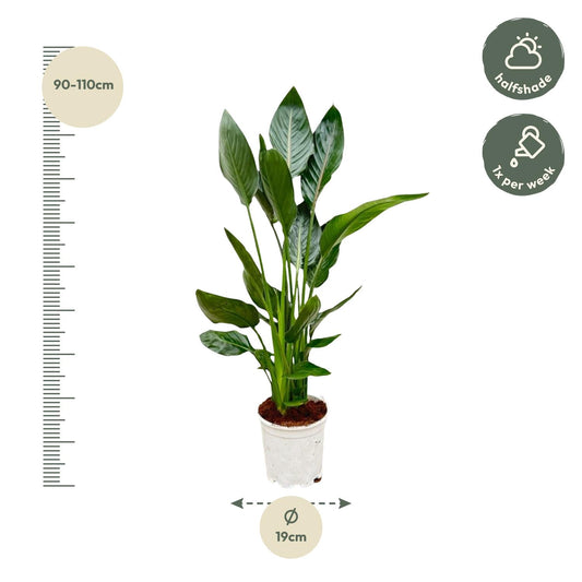 Strelitzia reginae – 100 cm – Ø19