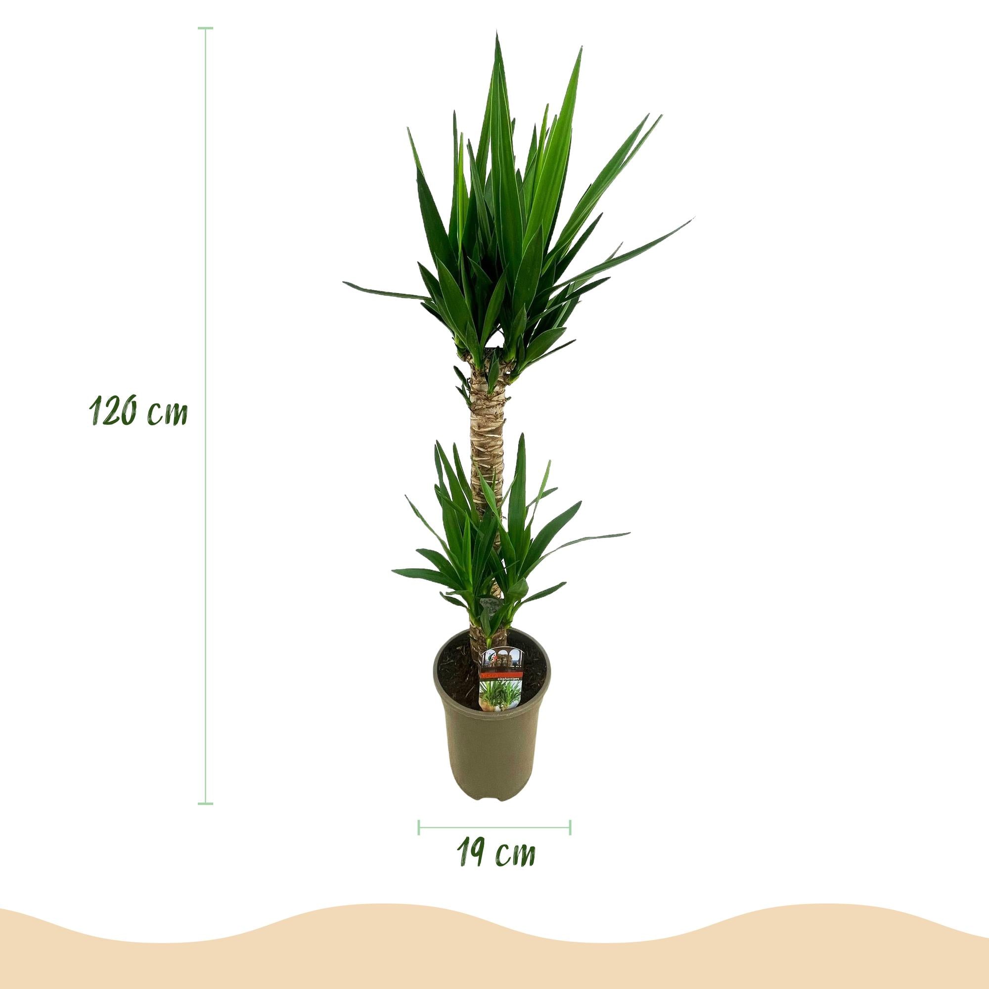 Yucca elephantipes, Yucca, Pflegeleicht, Grün, 2, Topf 19 cm, 95 cm