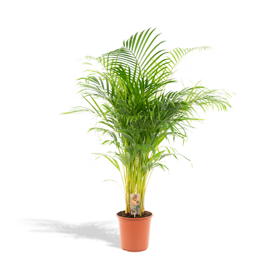 Areca-Palme – Ø21 cm – 130 cm