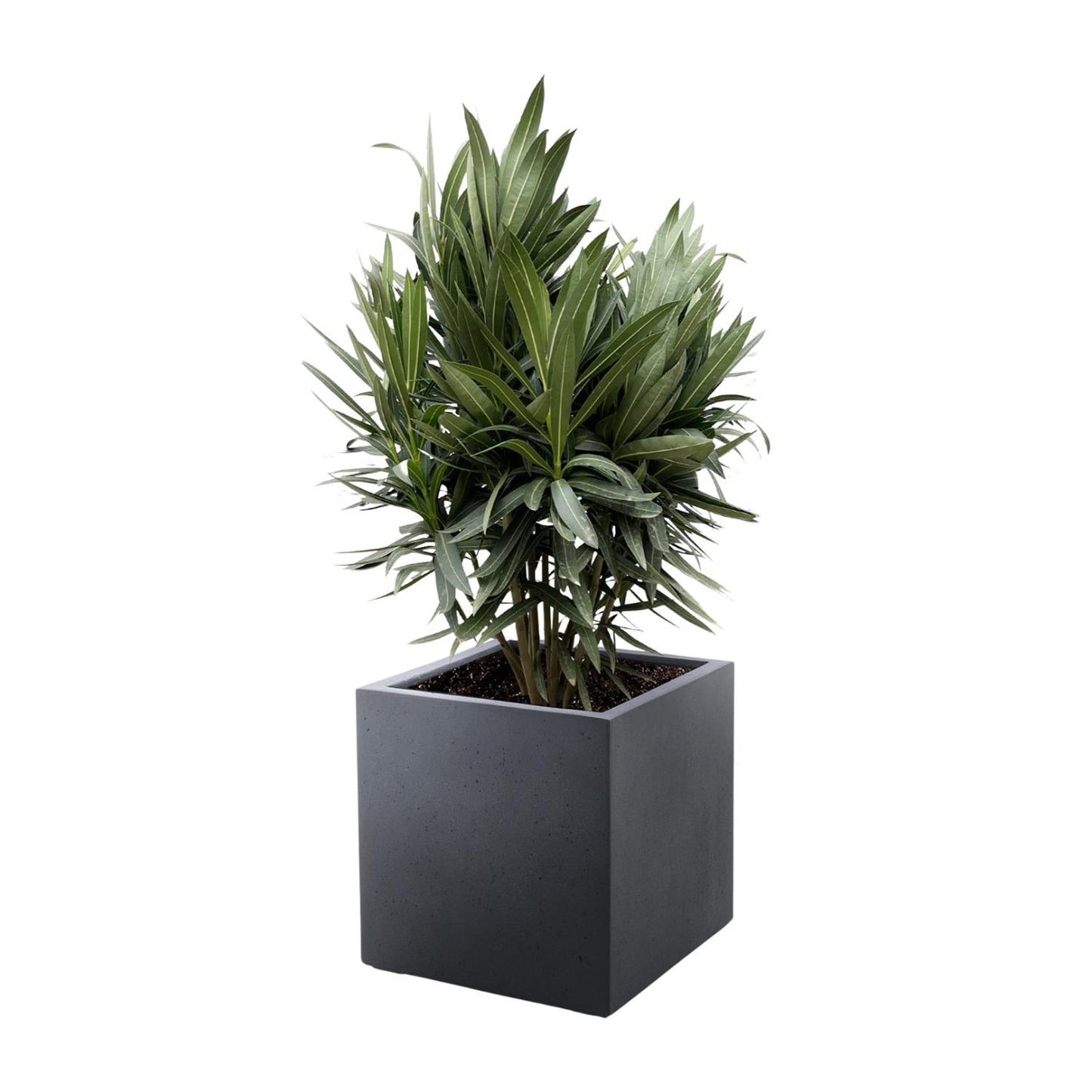 Nerium oleander Strauch mit roter Blüte – 70 cm – Ø19