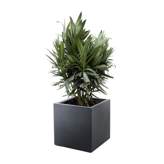 Nerium oleander Strauch mit roter Blüte – 70 cm – Ø19