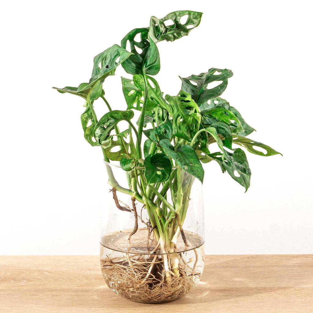 Monstera in Vase – DIY-Set – Hydroponisch - Botanic-Vibes