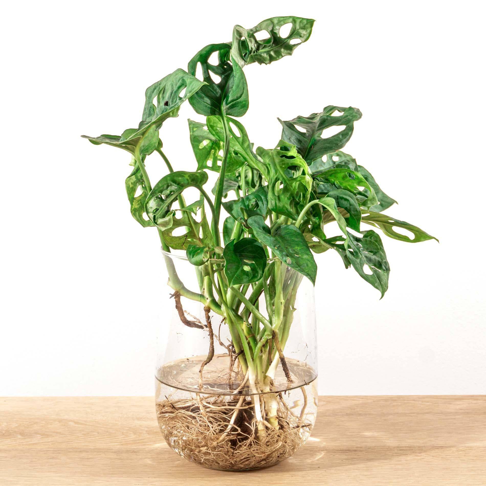 Monstera in Vase – DIY-Set – Hydroponisch - Botanic-Vibes