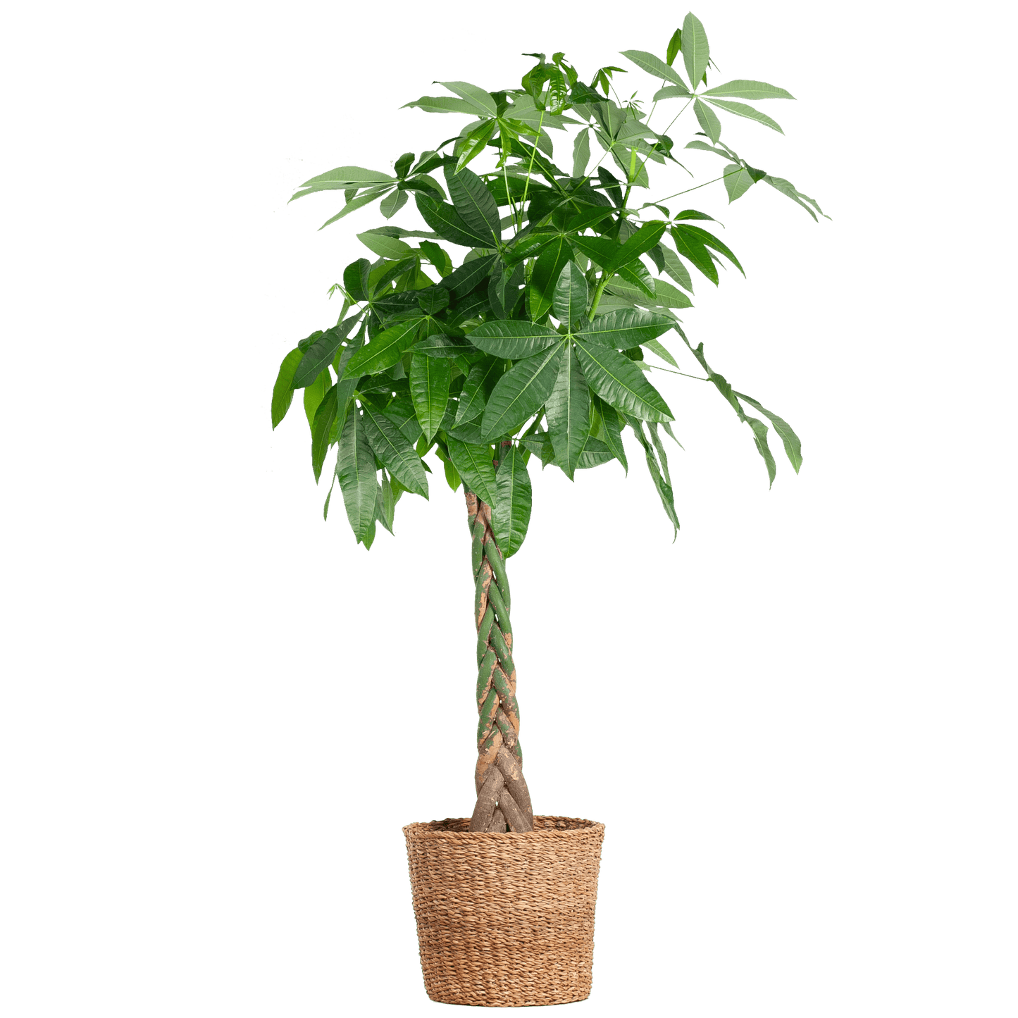 Pachira Aquatica XL mit Torun-Korb – 140 cm – Ø24 - Botanic-Vibes