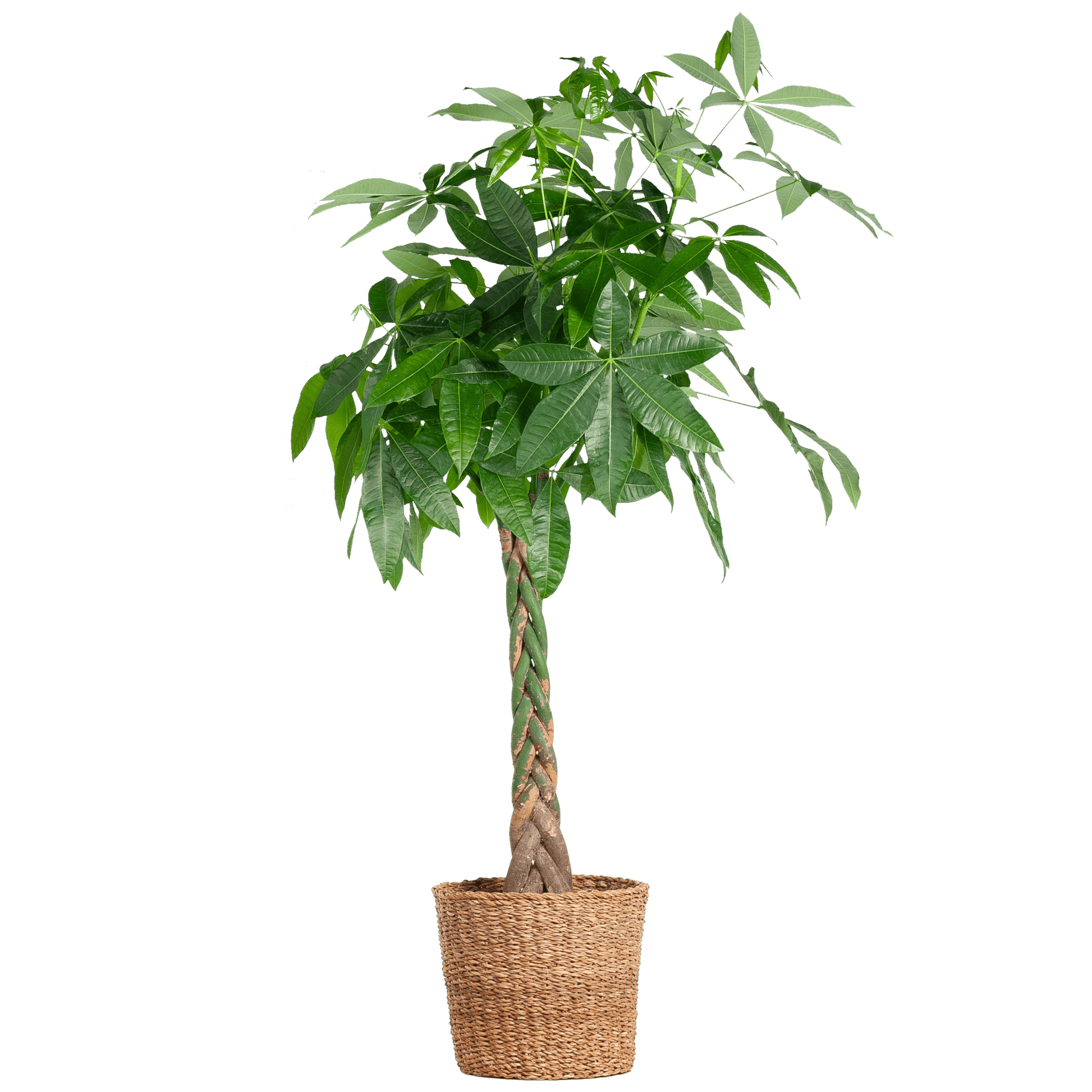 Pachira Aquatica XL mit Torun-Korb – 140 cm – Ø24 - Botanic-Vibes
