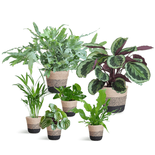 Haustierfreundliches Pflanzenset Groß - Botanic-Vibes