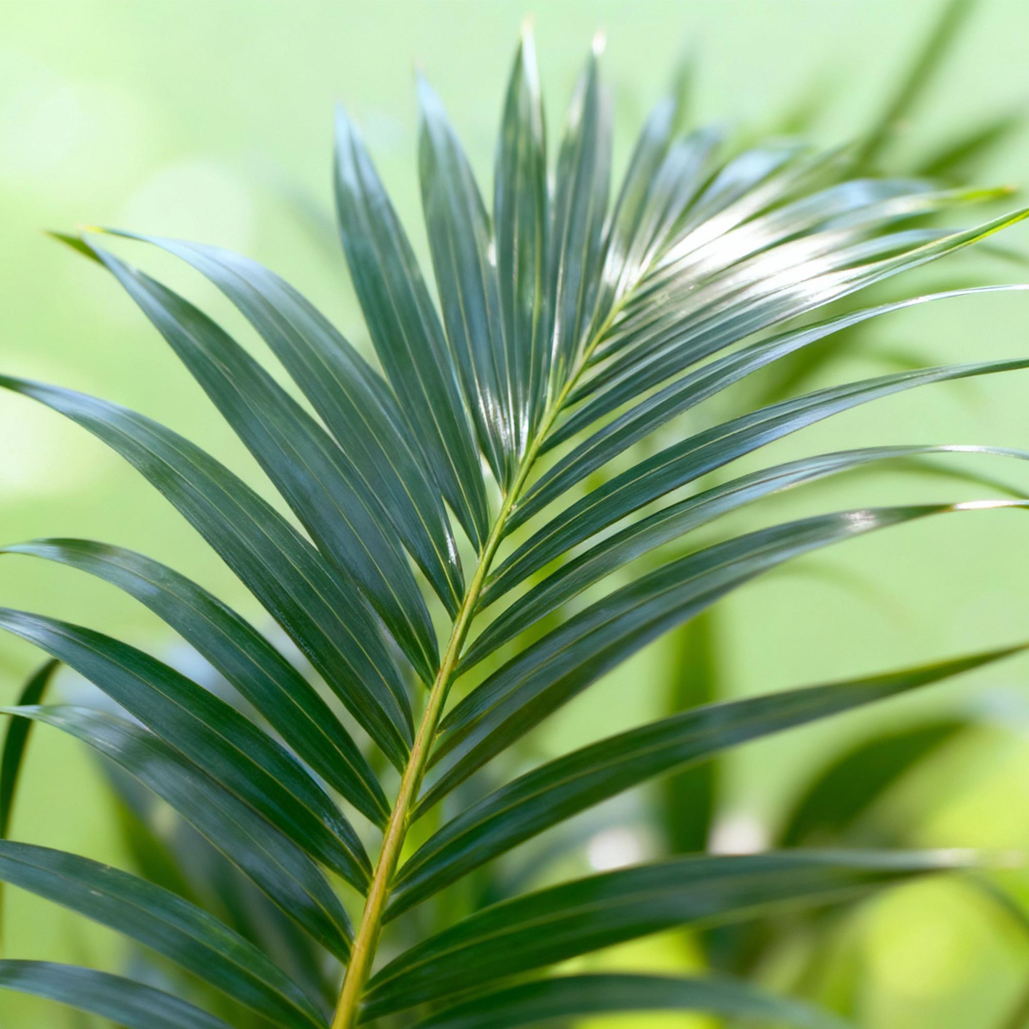 Howea Forsteriana, Kentia-Palme, Pflegeleicht, Grün, 1 Pflanze, Topf 27 cm, 160-170 cm