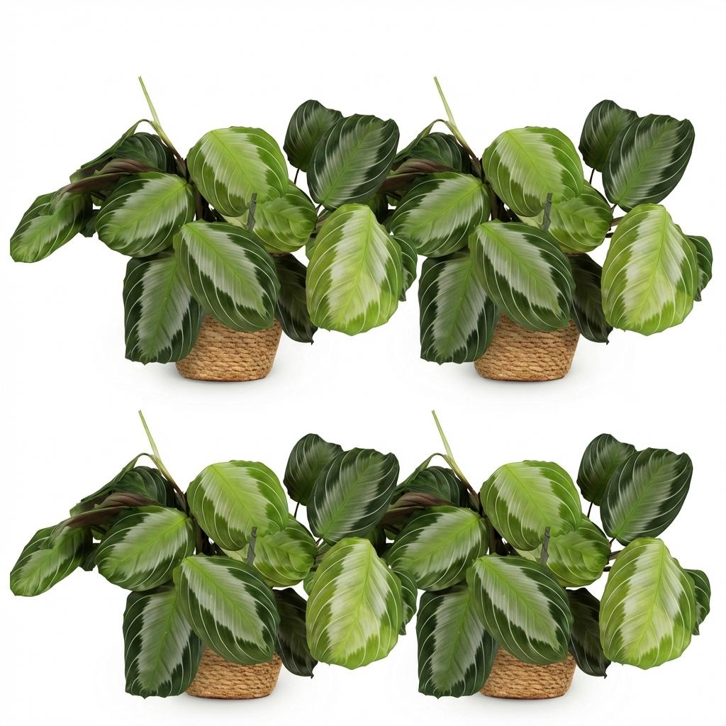 Green boutiQ, Zimmerpflanze, Maranta Fascinator Silverband, Gebetspflanze, Haustierfreundliche Pflanze, Grün, Topf 12cm, Höhe 25cm