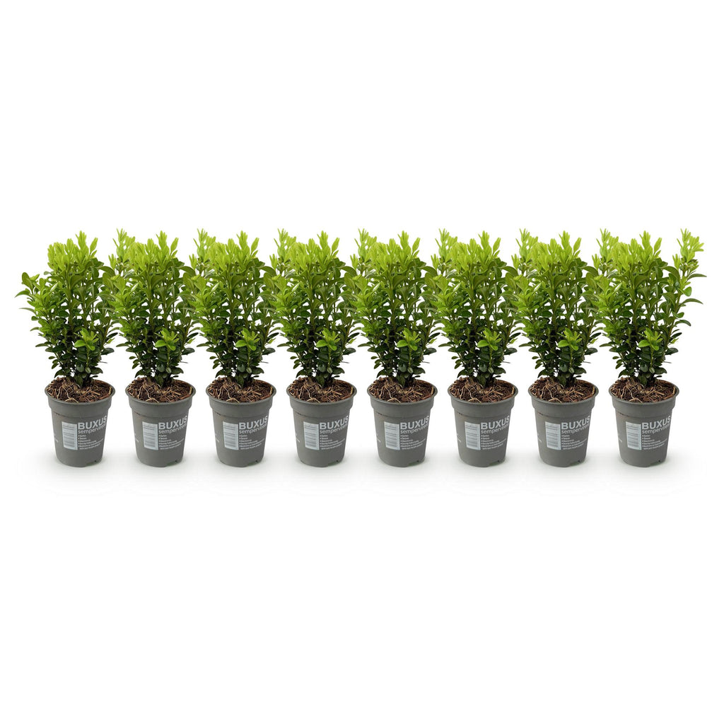 Heckenpflanzen, Buxus sempervirens, Blatt grün, 8 Pflanzen, 1 laufender Meter, immergrün, Topf 9 cm 20-25 cm