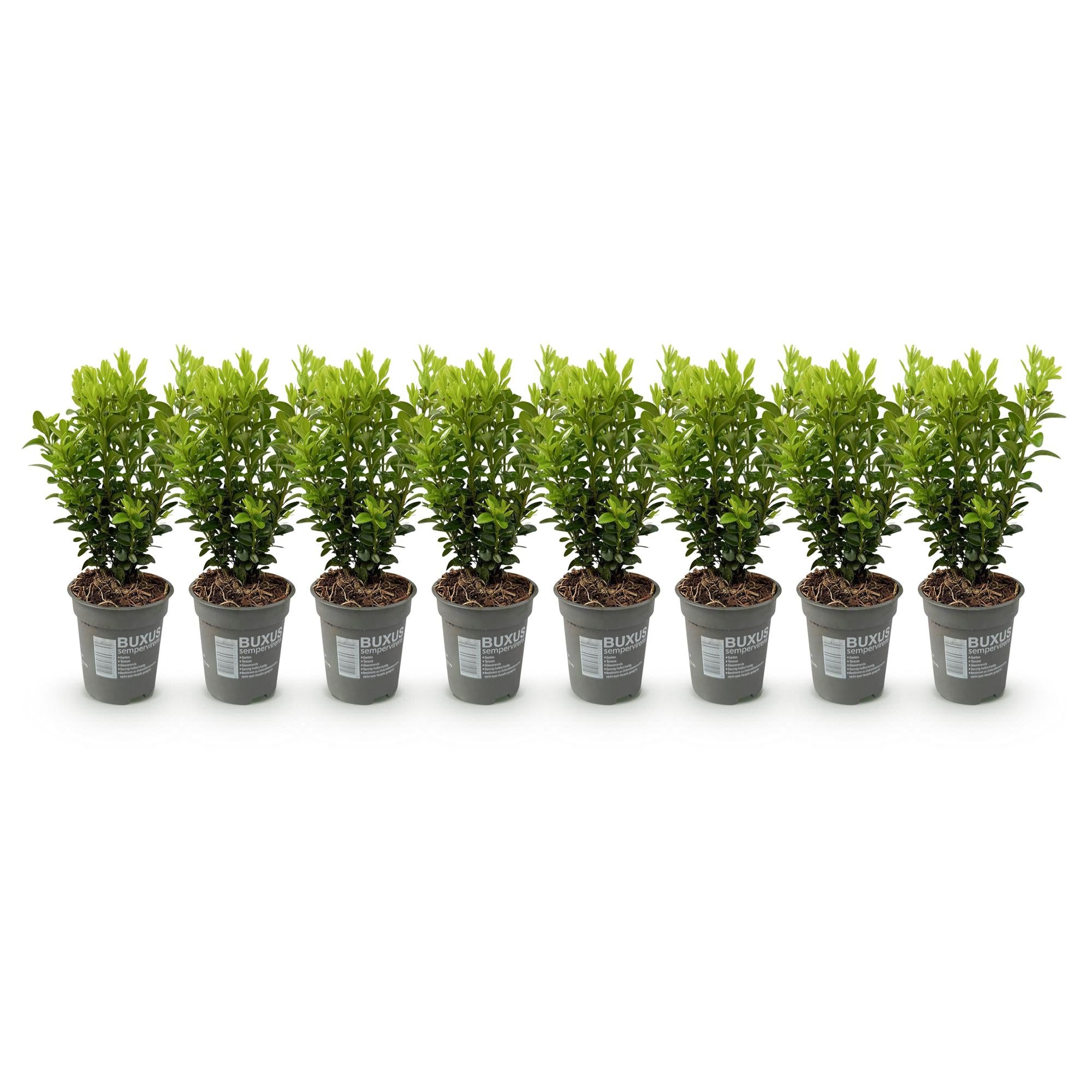 Heckenpflanzen, Buxus sempervirens, Blatt grün, 8 Pflanzen, 1 laufender Meter, immergrün, Topf 9 cm 20-25 cm