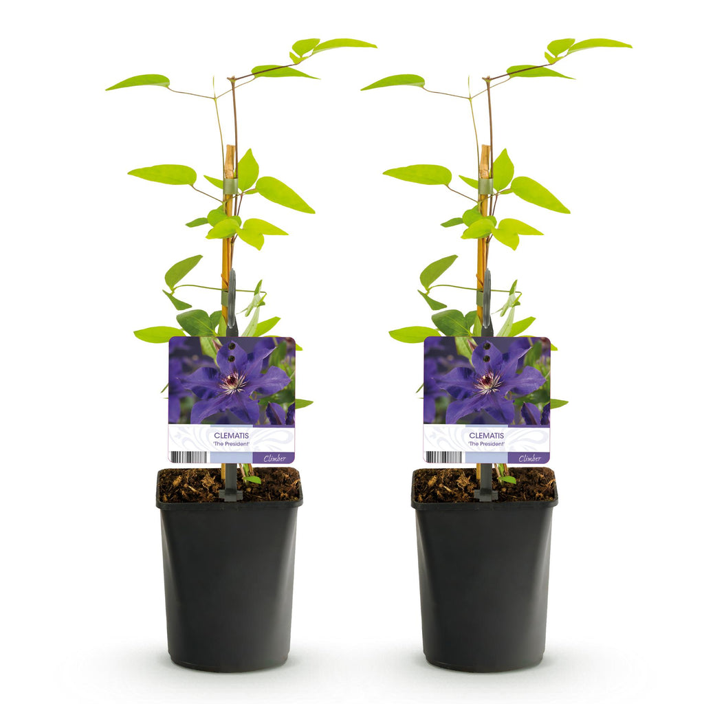 Kletterpflanze, Clematis The President, Blüte Rosa, Wenig Pflege, 2 Pflanzen, Topf 11 cm 40 cm