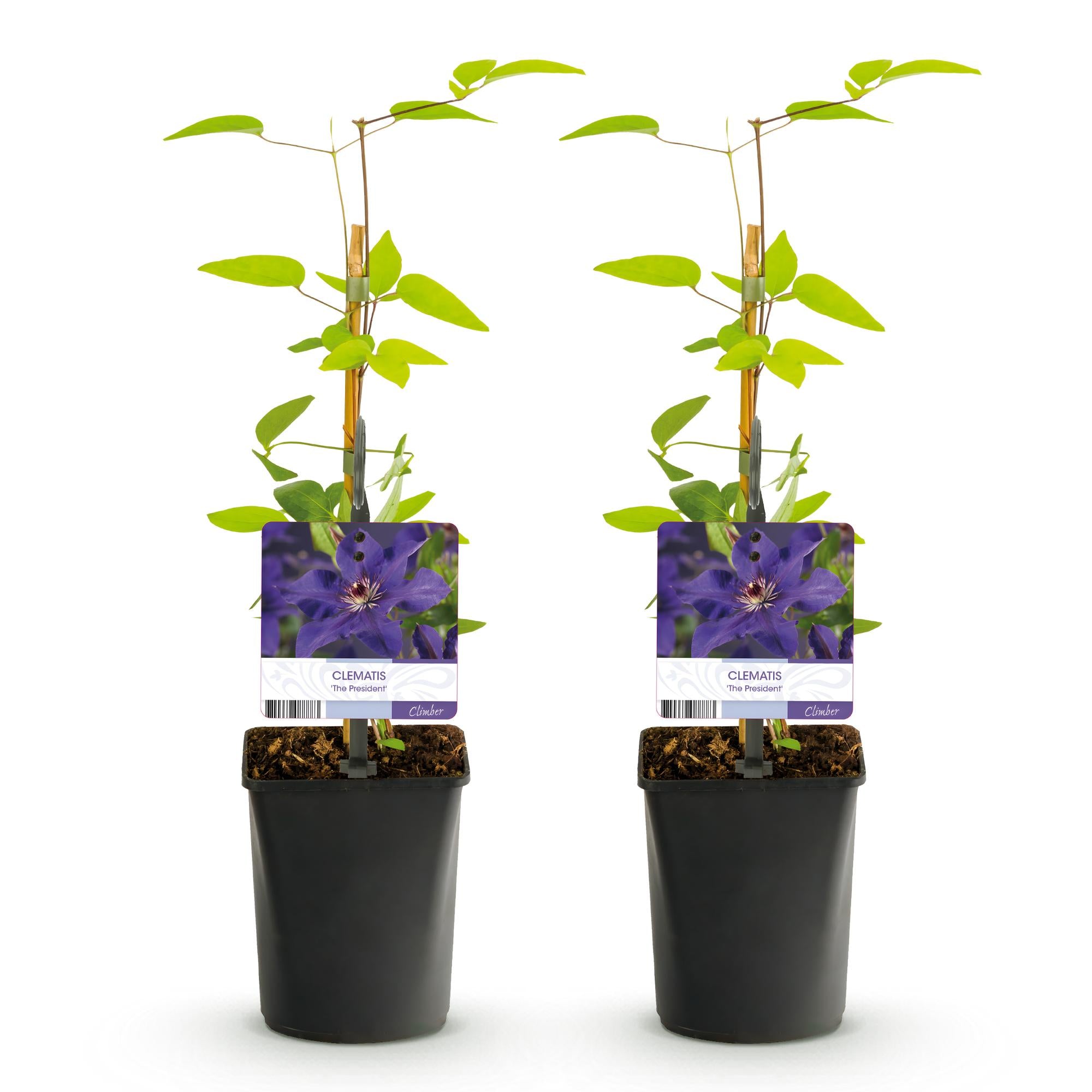 Kletterpflanze, Clematis The President, Blüte Rosa, Wenig Pflege, 2 Pflanzen, Topf 11 cm 40 cm