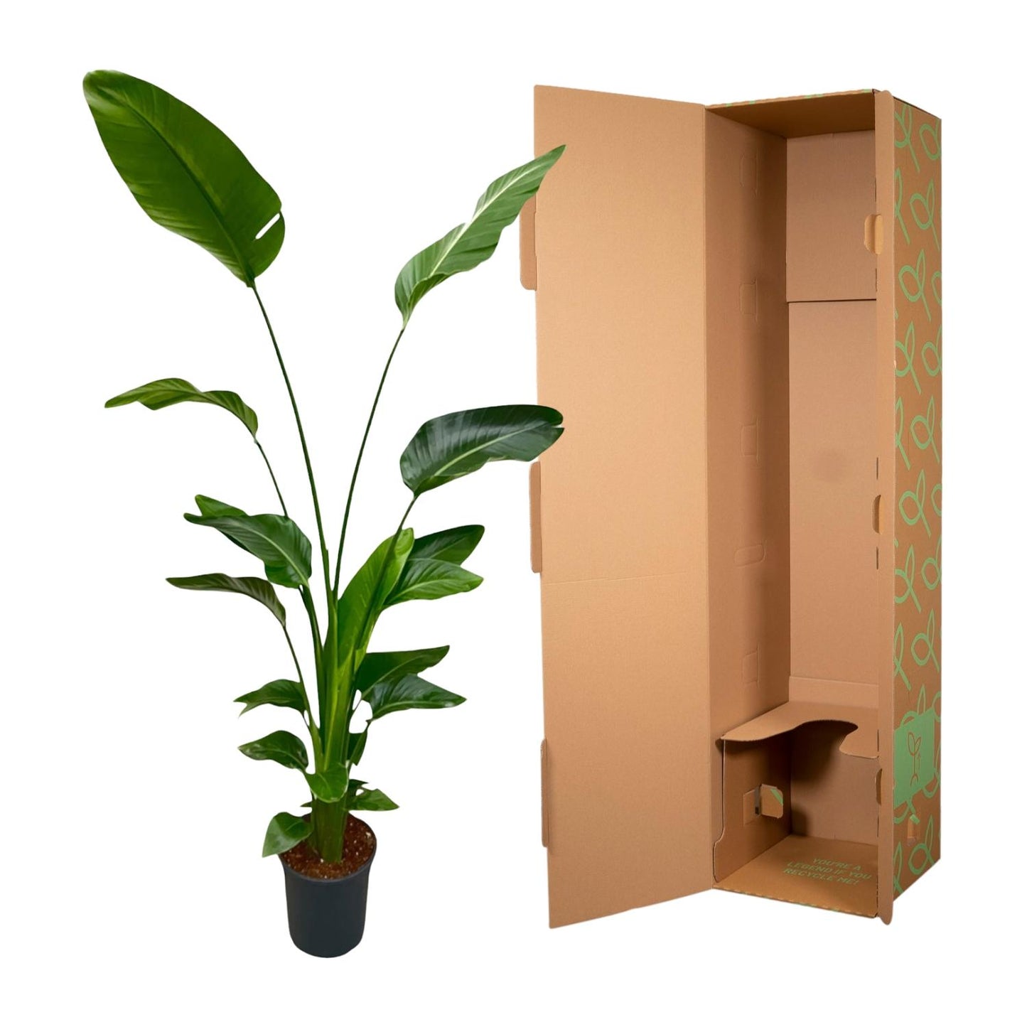 Strelitzia nicolai – 170 cm – Ø24