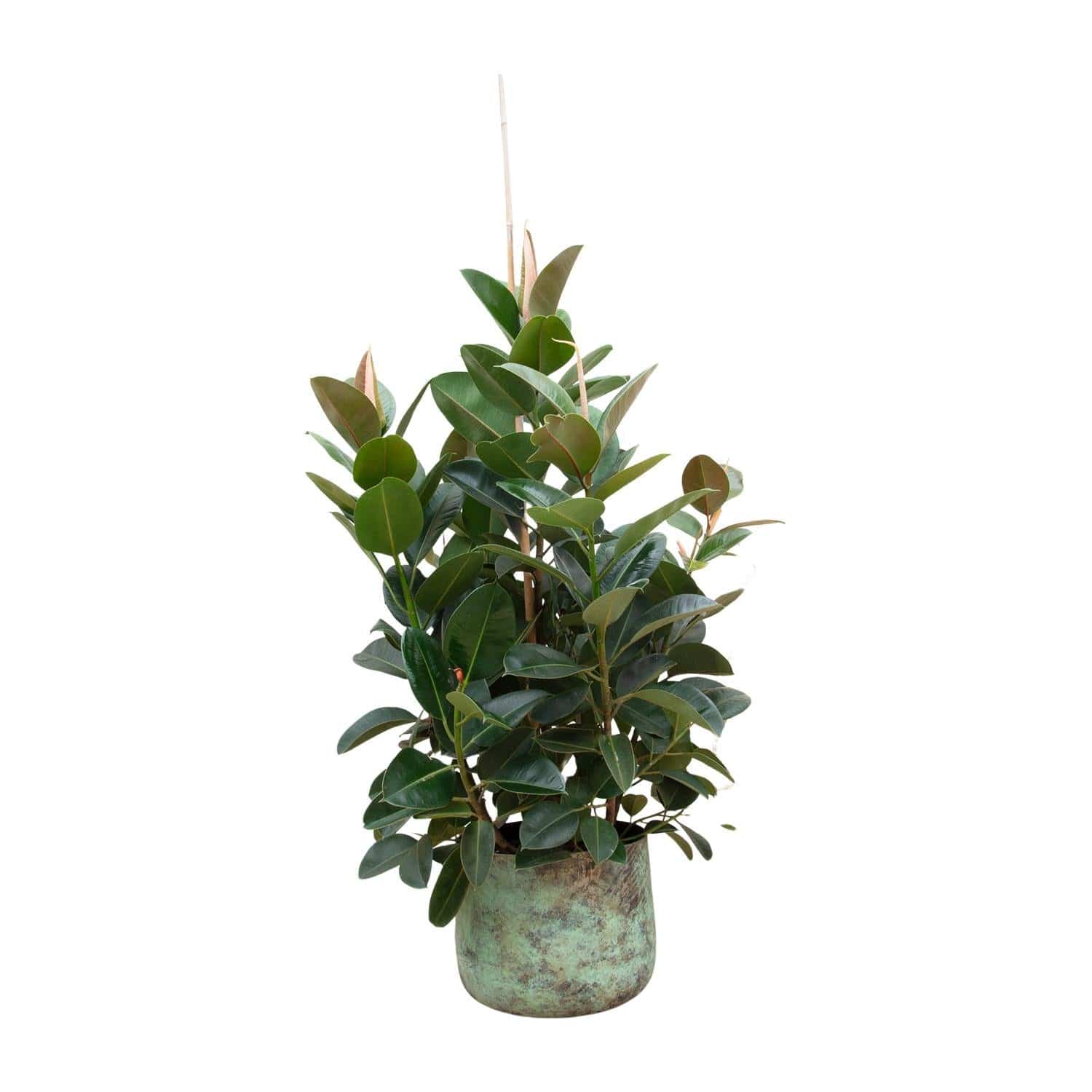 Ficus Robusta verzweigt – 150 cm – Ø38 - Botanic-Vibes