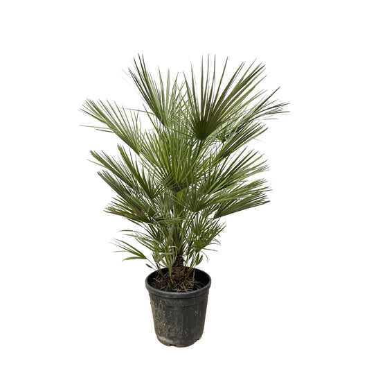 Chamaerops humilis – 150 cm – Ø30