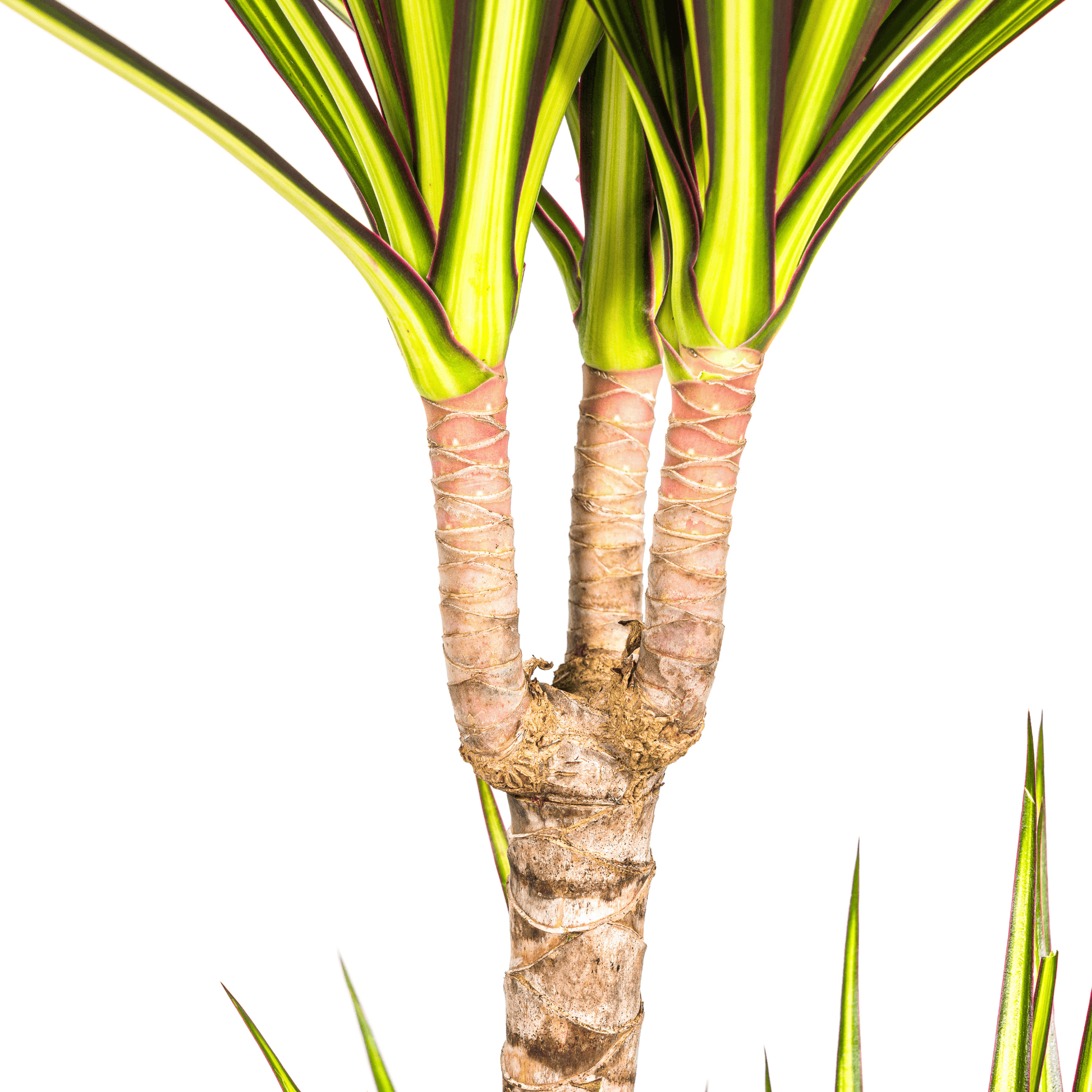 Dracaena Marginata Sunray Ø19cm - ↕80-100cm - Botanic-Vibes