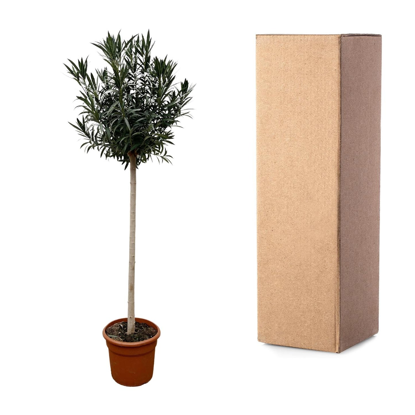 Nerium oleander auf Stamm mit roter Blüte – 170 cm – Ø40