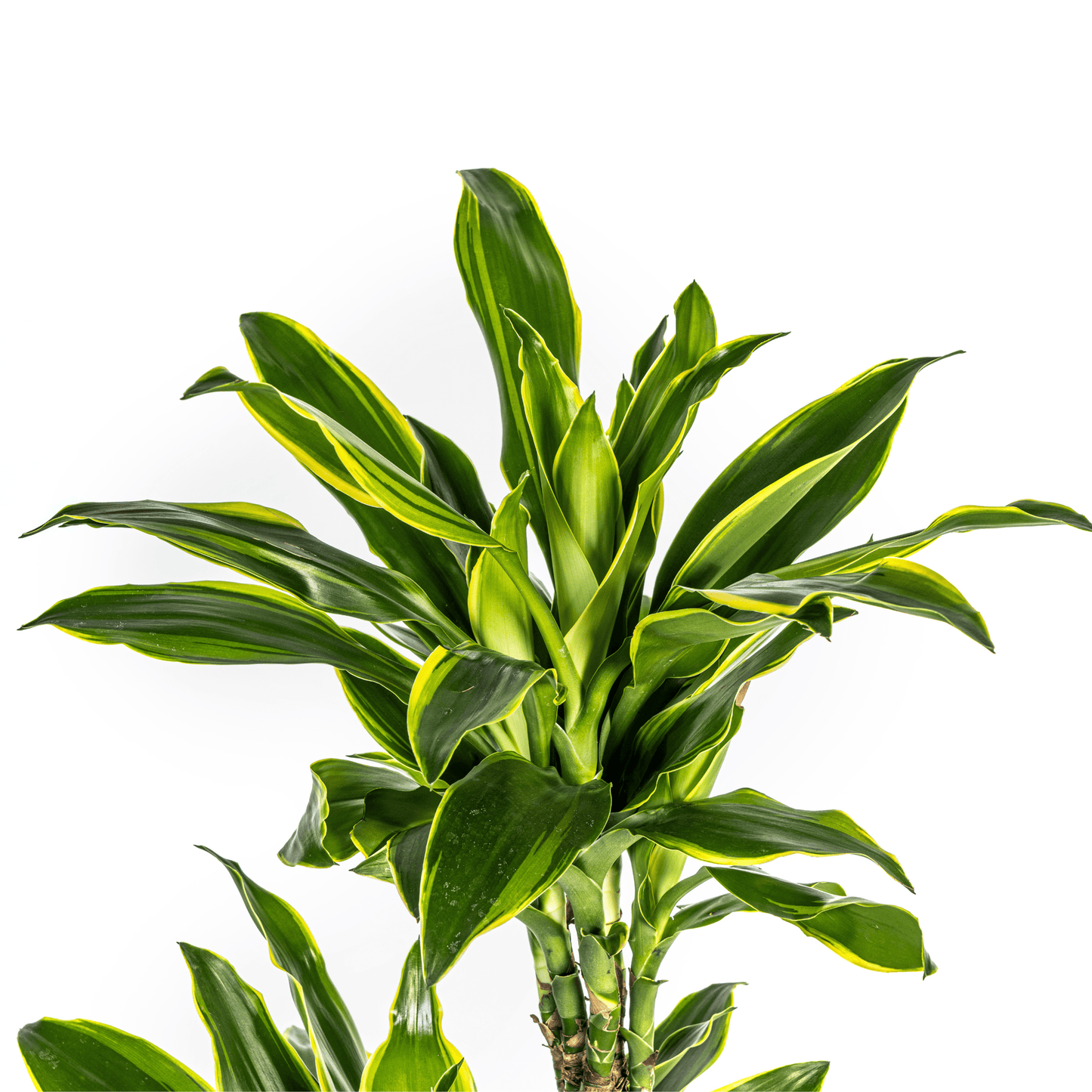 Dracaena Fragrans Golden Coast Ø24cm - ↕130 - 150cm - Botanic-Vibes