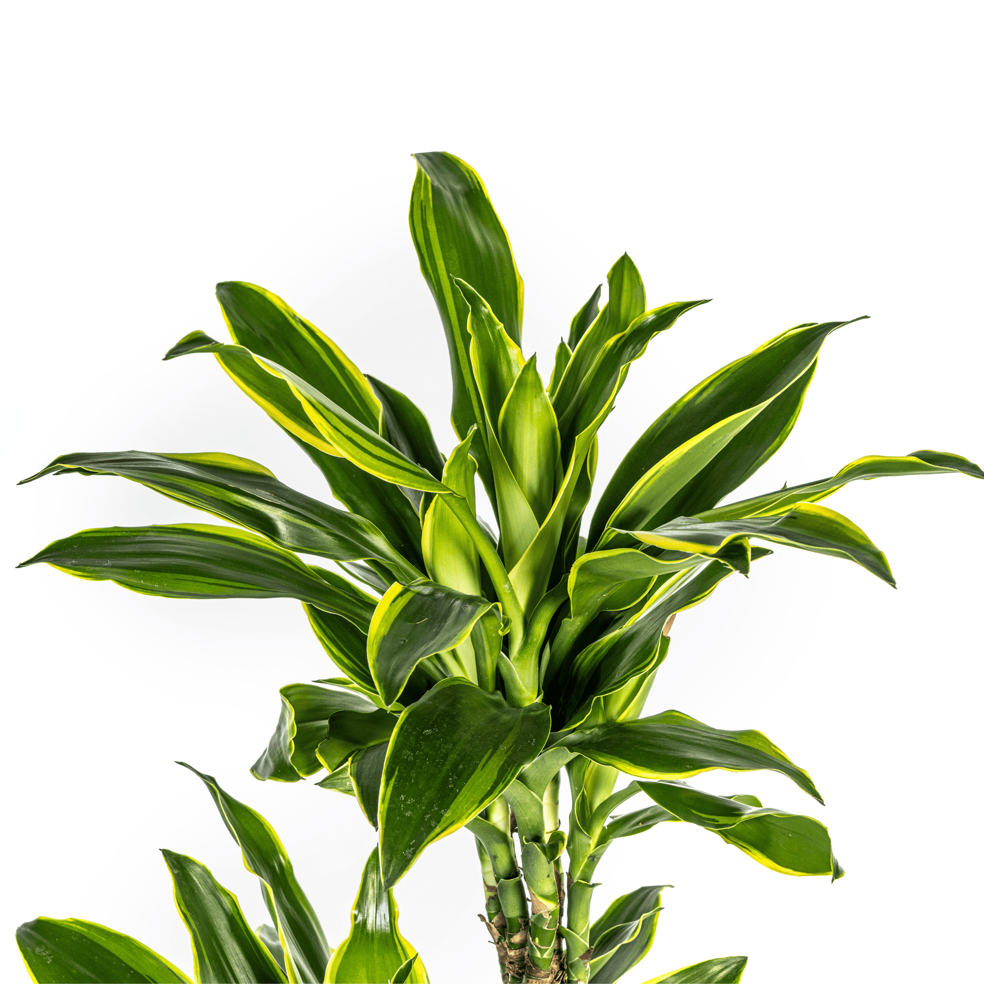 Dracaena Fragrans Golden Coast Ø24cm - ↕130 - 150cm - Botanic-Vibes