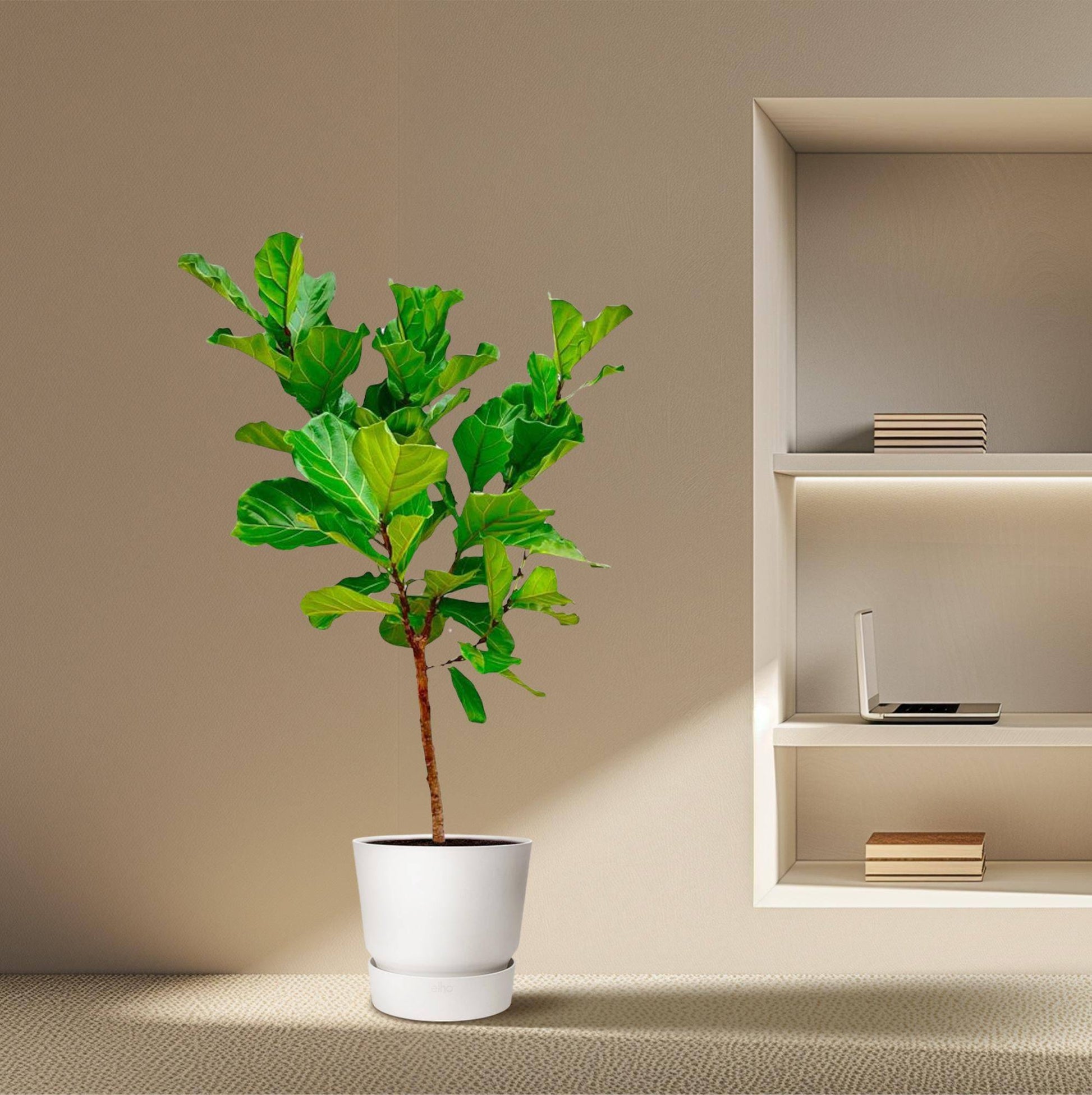 Ficus Lyrata-Stamm – 170 cm – Ø30 - Botanic-Vibes