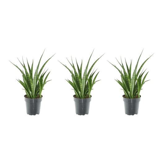 3x Sansevieria kirkii – 38 cm – Ø12 - Botanic-Vibes