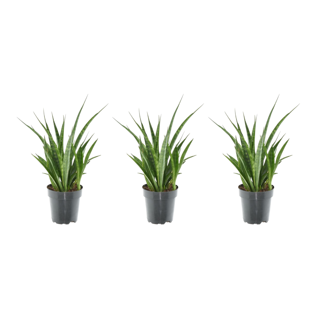 3x Sansevieria kirkii – 38 cm – Ø12