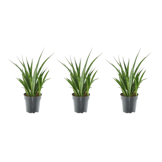 3x Sansevieria kirkii – 38 cm – Ø12