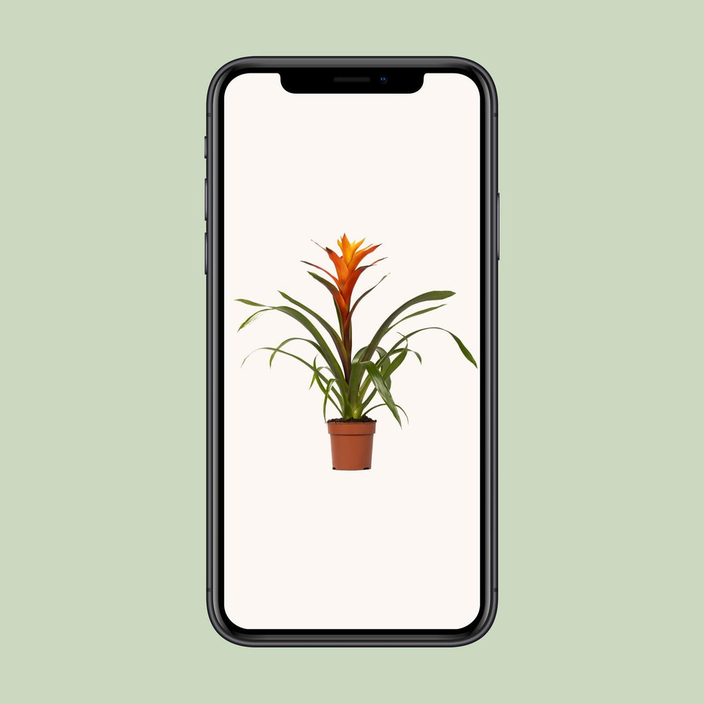 Guzmania Variada, Ø12 cm Höhe 50