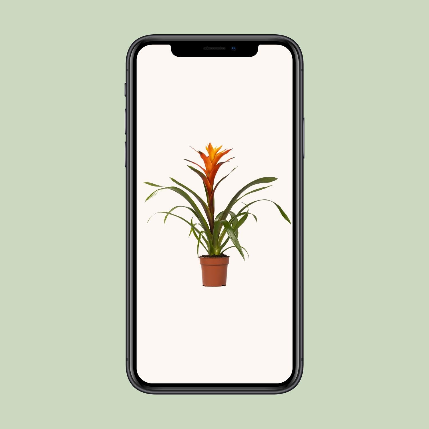 Guzmania Variada, Ø12 cm Höhe 50