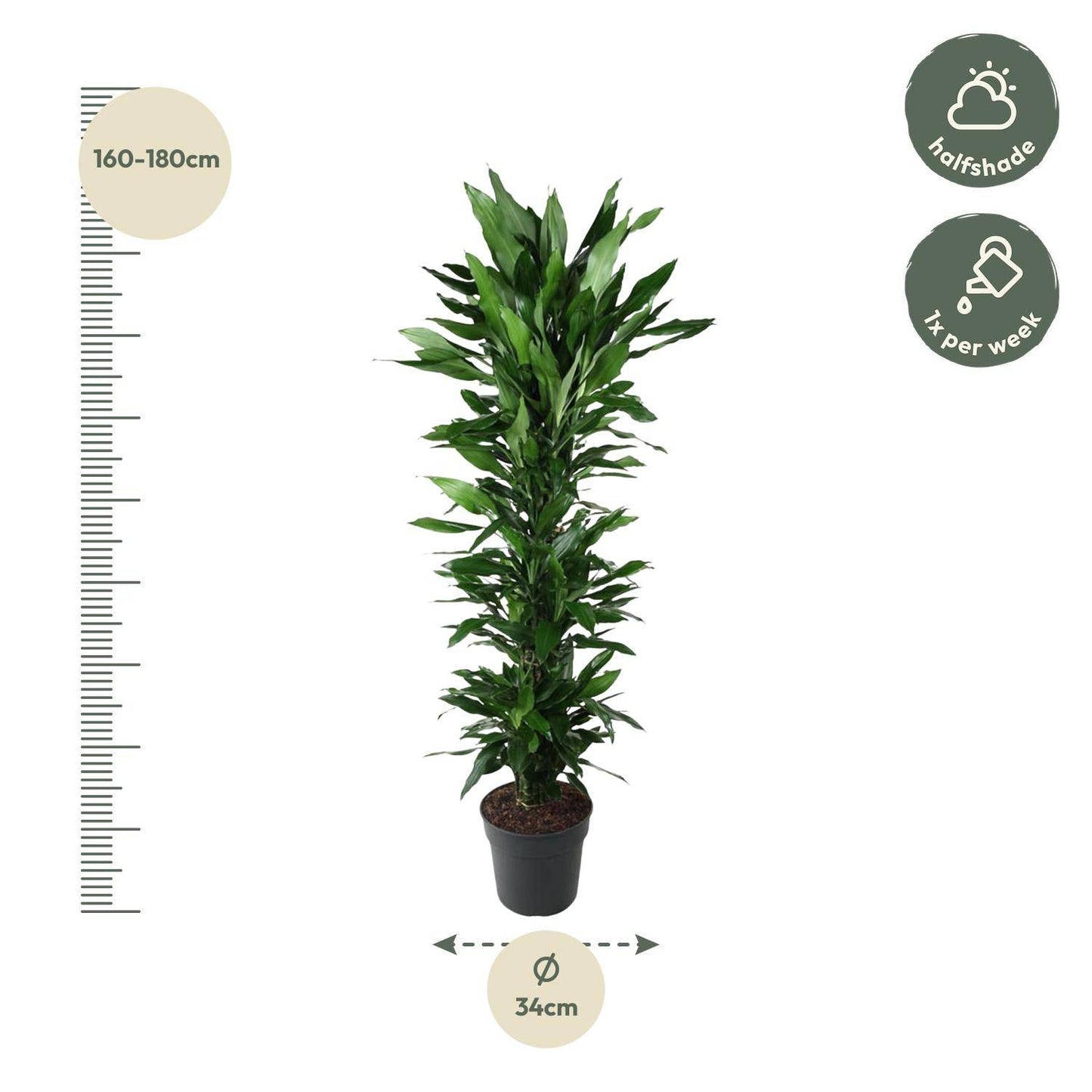 Dracaena Janet Lind verzweigt – 170 cm – Ø34 - Botanic-Vibes