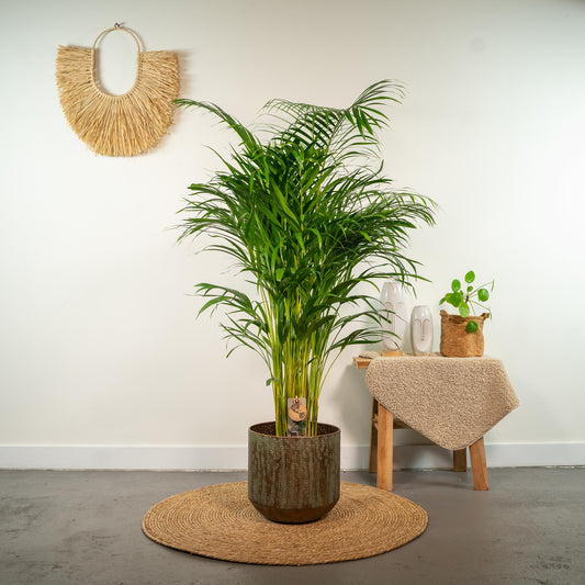 Areca-Palme – Ø21 cm – 130 cm
