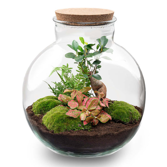 Terrarium „bolder bob“ bonsai + led-beleuchtung im korken