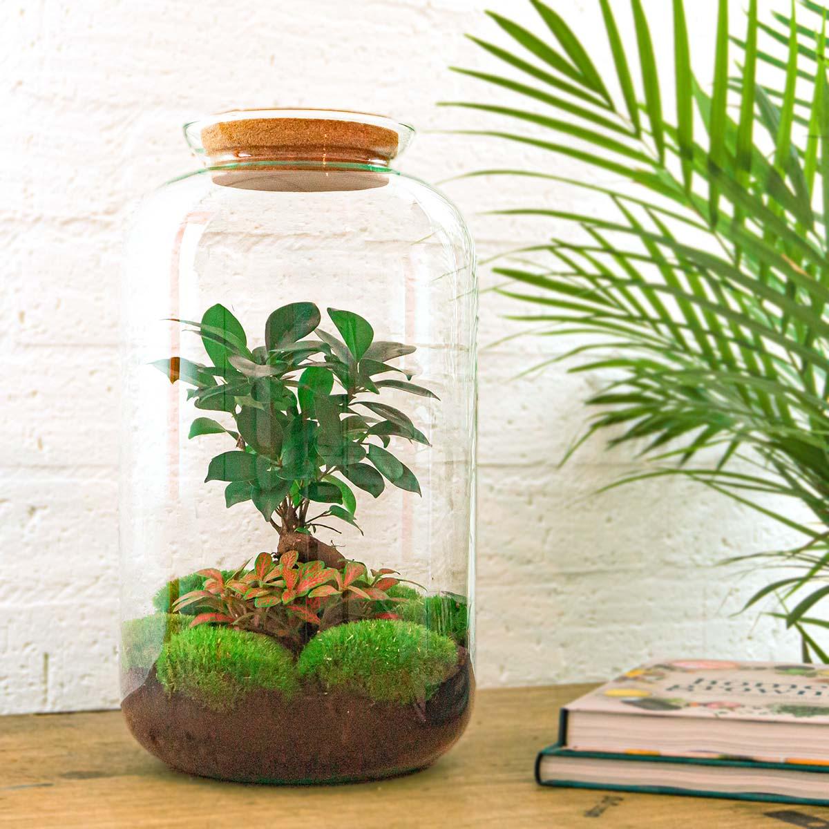 Flaschengarten – sven bonsai – 43 cm – Standardausführung