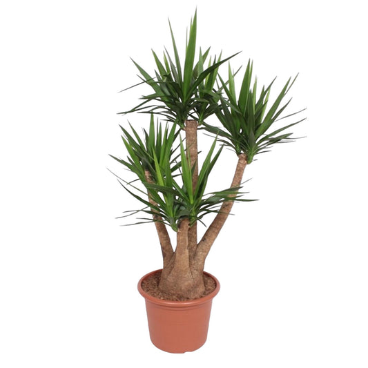 Yucca Elephantipes vertakt – 170 cm – Ø45