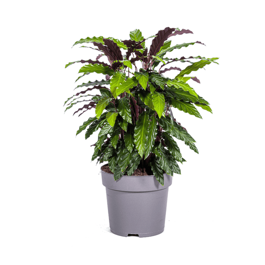 Calathea Rufibarba Ø27cm - ↕60 - 80cm - Botanic-Vibes