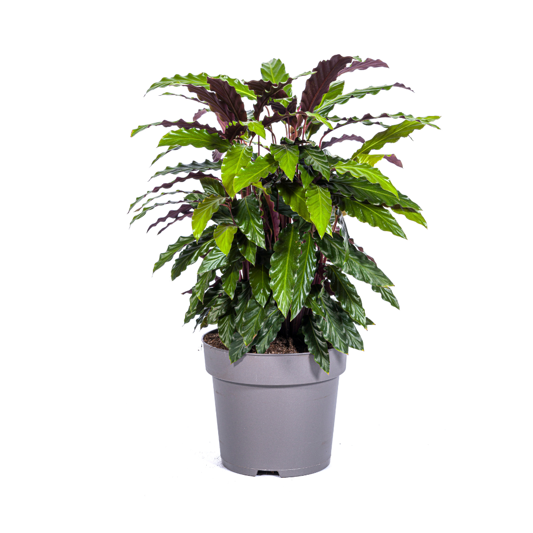 Calathea Rufibarba Ø27cm - ↕60 - 80cm