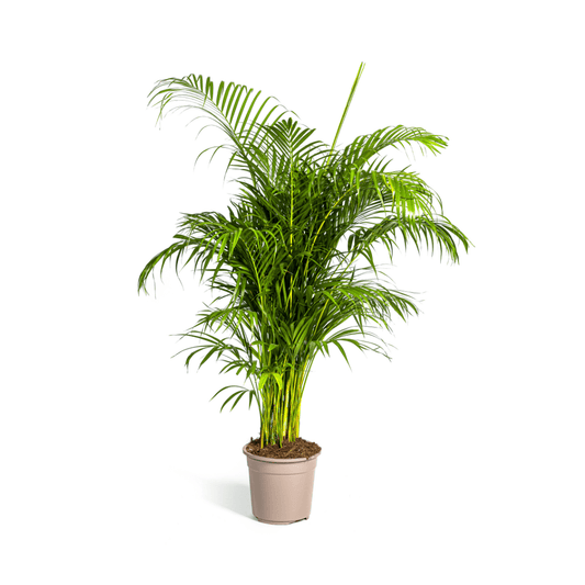 Dypsis Areca lutescens Ø27cm - ↕150 - 170cm - Botanic-Vibes