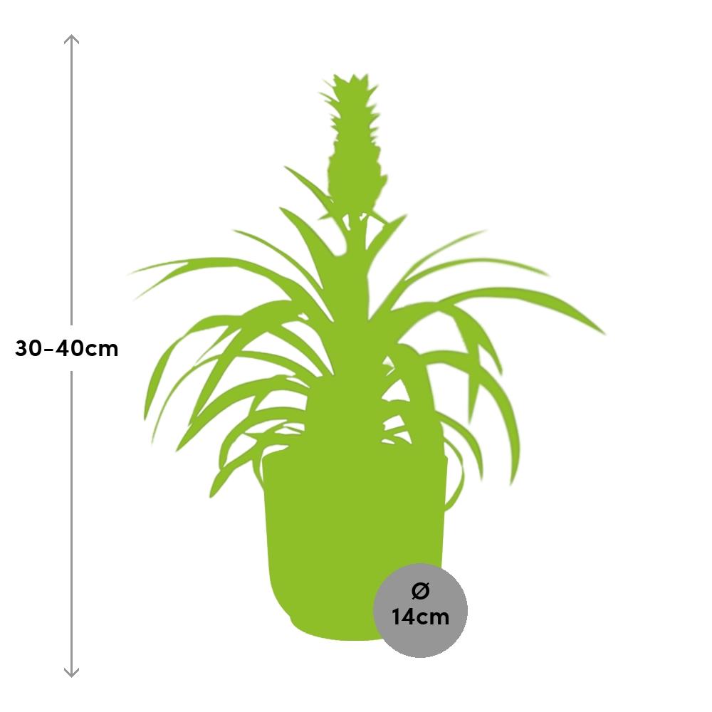 Mother's Day, Ananas Mi Amigo im ELHO Vibes Fold, 14 cm, rosa