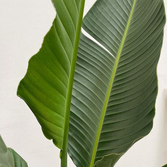 Strelitzia augusta multi-stamm XXL – 250 cm – Ø30–40